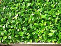 ��ľ����С��