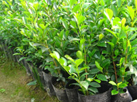 ��ľ������