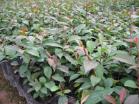 Ӫ������