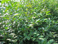 �ٰ�Э����ͩ��ľרҵ������